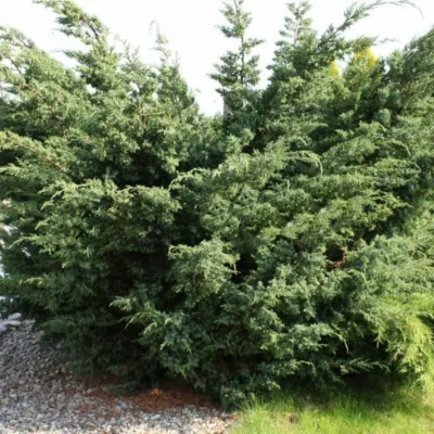 Можжевельник китайский Блю Альпс С5 25-35 (Juniperus chinensis 'Blue Alps')