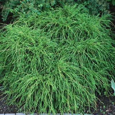 Кипарисовик горохоплодный Филифера Нана,С5 (Chamaecyparis pisifera Filifera Nana)