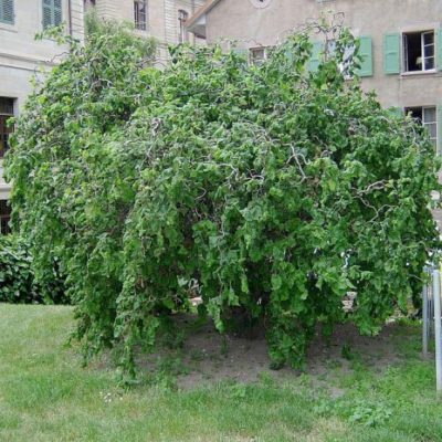 Лещина обыкновенная Конторта С11 (Corylus avellana Contorta)