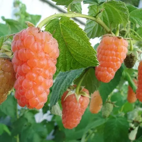 photo_2 photo_2