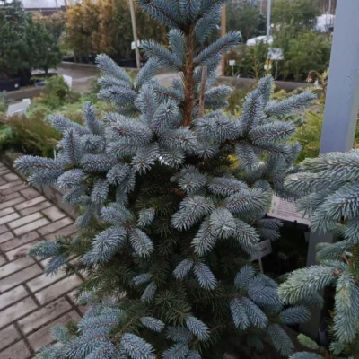 Ель колючая Супер Блю,50-60,