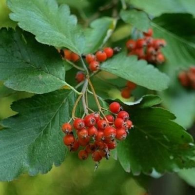 Рябина Промежуточная на штамбе Ра140-180/6-8