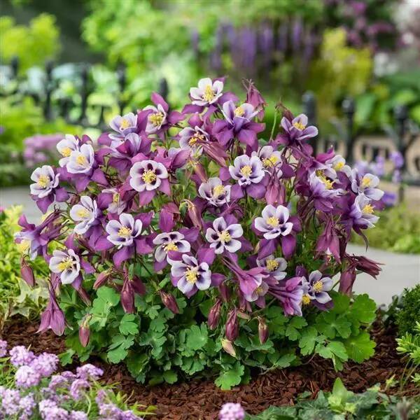 Aquilegia_Earlybird12Purple_Whiter Aquilegia_Earlybird12Purple_Whiter
