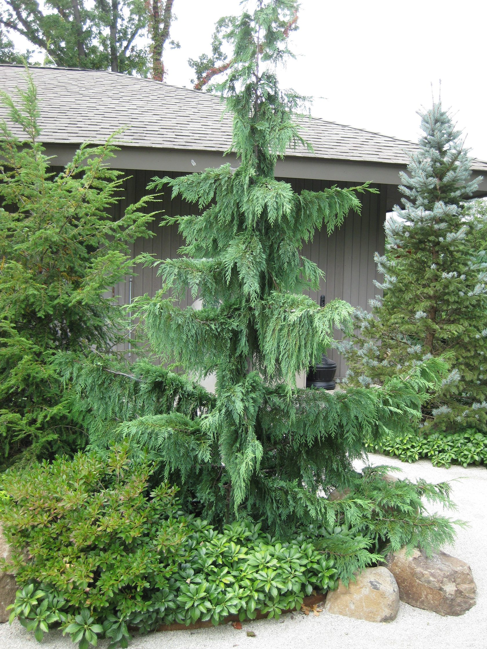Glauca_Pendula_3.jpg Glauca_Pendula_3.jpg