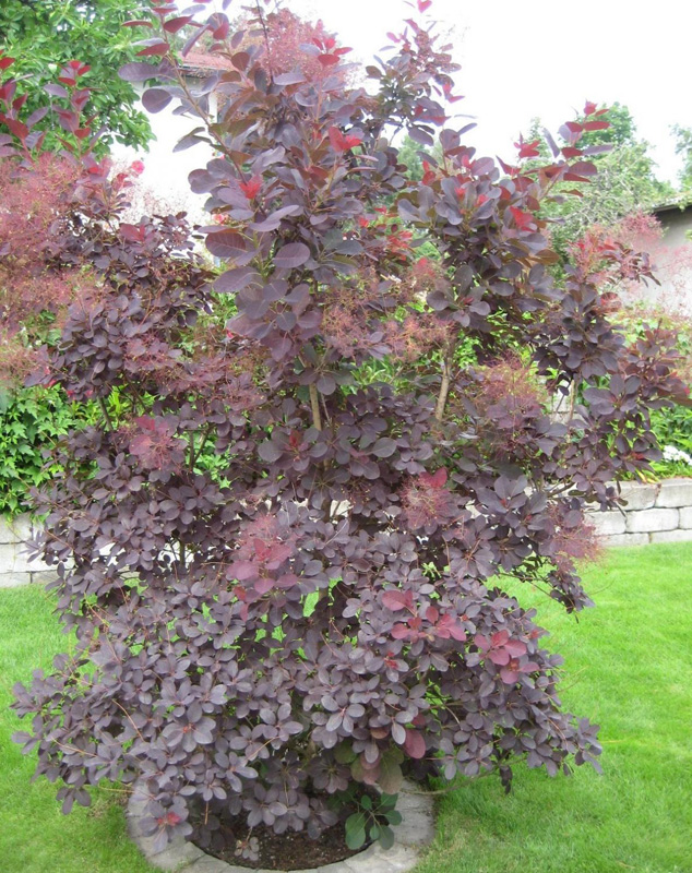 skumpiya-kozhevennaya-rubrifolius-rubrifolius-sazhentsy skumpiya-kozhevennaya-rubrifolius-rubrifolius-sazhentsy