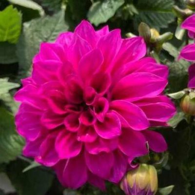 Георгин CHERIE Purple, Б45/ конт.2л