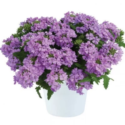 Вербена VANESSA COMPACT Lavender, Б16/ конт.Р9