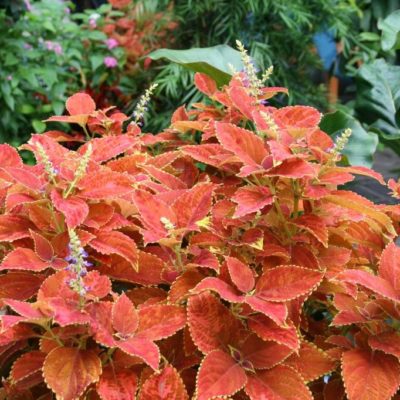 Колеус Rustic Orange Б73/ конт.Р9