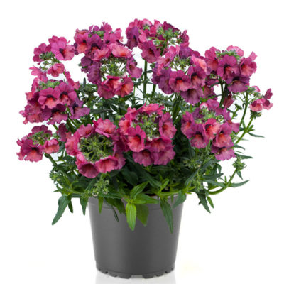 Немезия NESIA Magenta, Б27/ конт.Р9