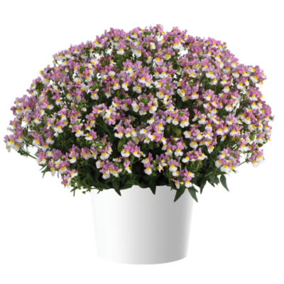 Немезия MENOR Dual Violet, Б25/ конт.Р9