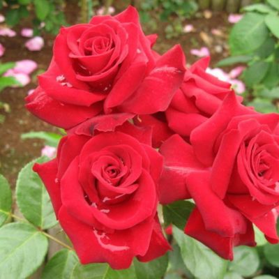 Роза Флорибунда Никколо Паганини конт.7л