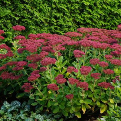 Очиток телефиум Манстед Дарк Ред (Munstead Dark Red) конт 2-3л