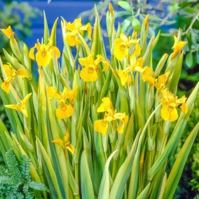 Ирис болотный Вариегата (Variegata) 2-3л