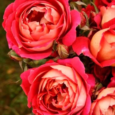 Роза шраб Рен Саммю конт.7л