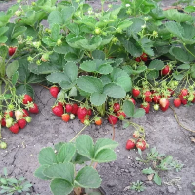 Клубника ремонтантная Мурано (конт.0,5л)
