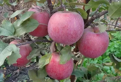 Яблоня зимняя Фуджи Кику 8 (пакет 10л яэ2)