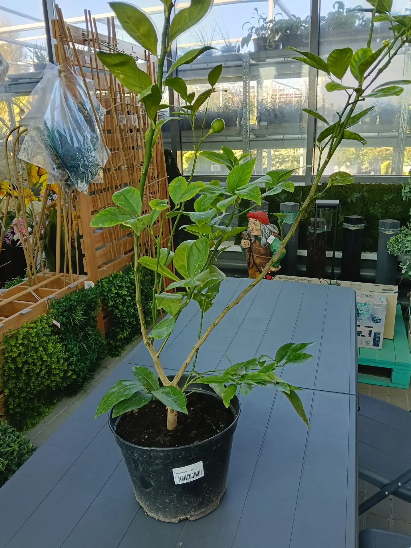 i (9) i (9)